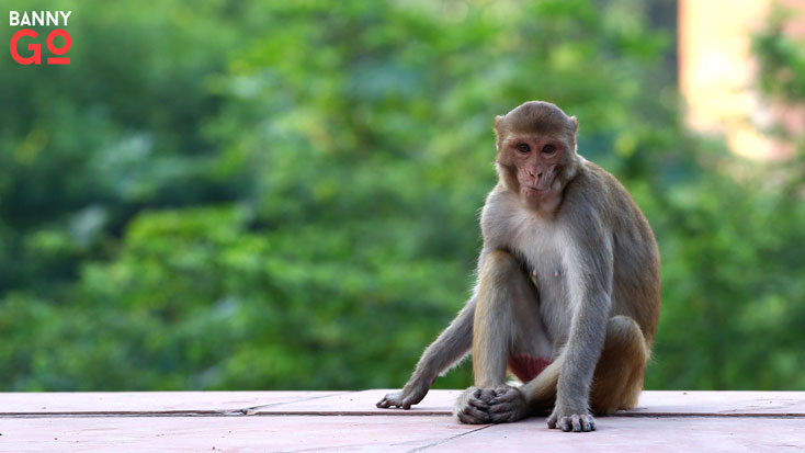 Hindistan Ölüm Saçan Maymunlar