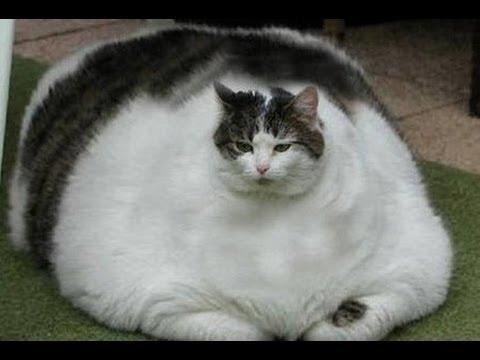 En büyük kedi cinsinin ağırlığı,21 kilogramdır.