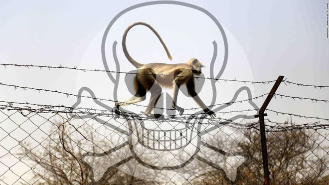 Hindistan'ın Maymunlar İle Başı Belada, Bilim Adamları Çaresiz